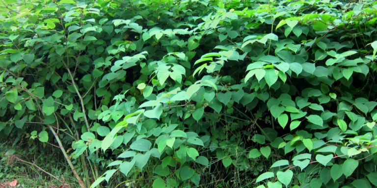 Japanese Knotweed And How To Treat It